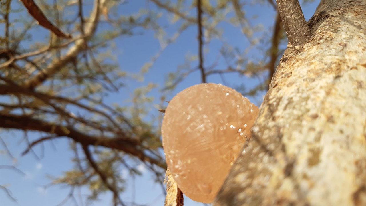 Gomme - exsudat de sève - produite sur un acacia du Soudan. Son séchage, réalisé en France, est le premier poste de consommation énergétique de Nexira.