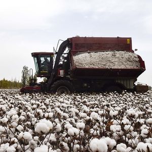 La Chine représente environ 20 % de la production mondiale de coton, qu'elle file et tisse dans des usines sur place.
