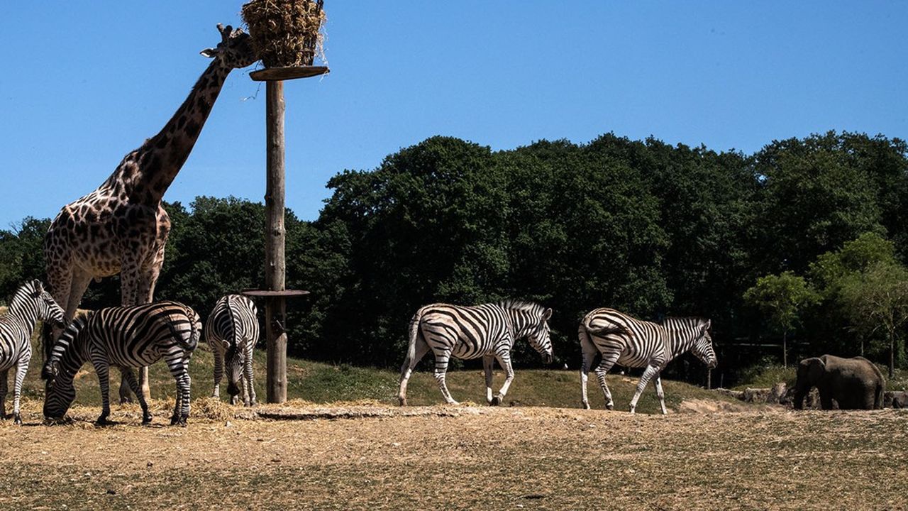 Le reflux est de 18 % pour le zoo Safari de Thoiry