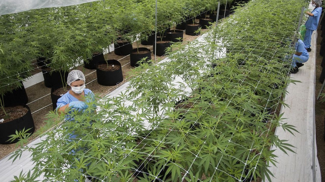 L'Uruguay est le premier pays du monde à avoir légalisé la culture, comme ici dans une plantation habilitée près de Montevideo, et la vente de cannabis, en 2013.