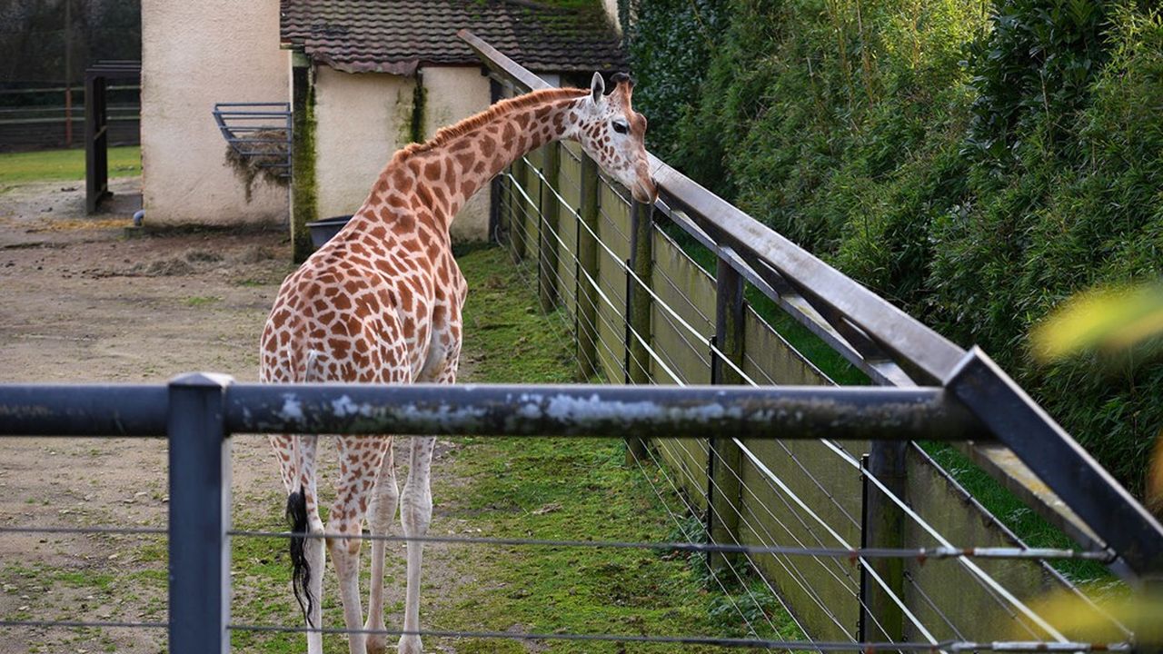 Avant ses difficultés, le zoo de Pont-Scorff accueillait jusqu'à plus de 200.000 visiteurs par an pour une recette annuelle de l'ordre de 2 millions d'euros.