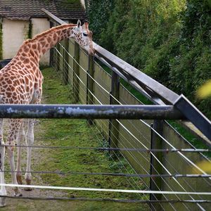Avant ses difficultés, le zoo de Pont-Scorff accueillait jusqu'à plus de 200.000 visiteurs par an pour une recette annuelle de l'ordre de 2 millions d'euros.