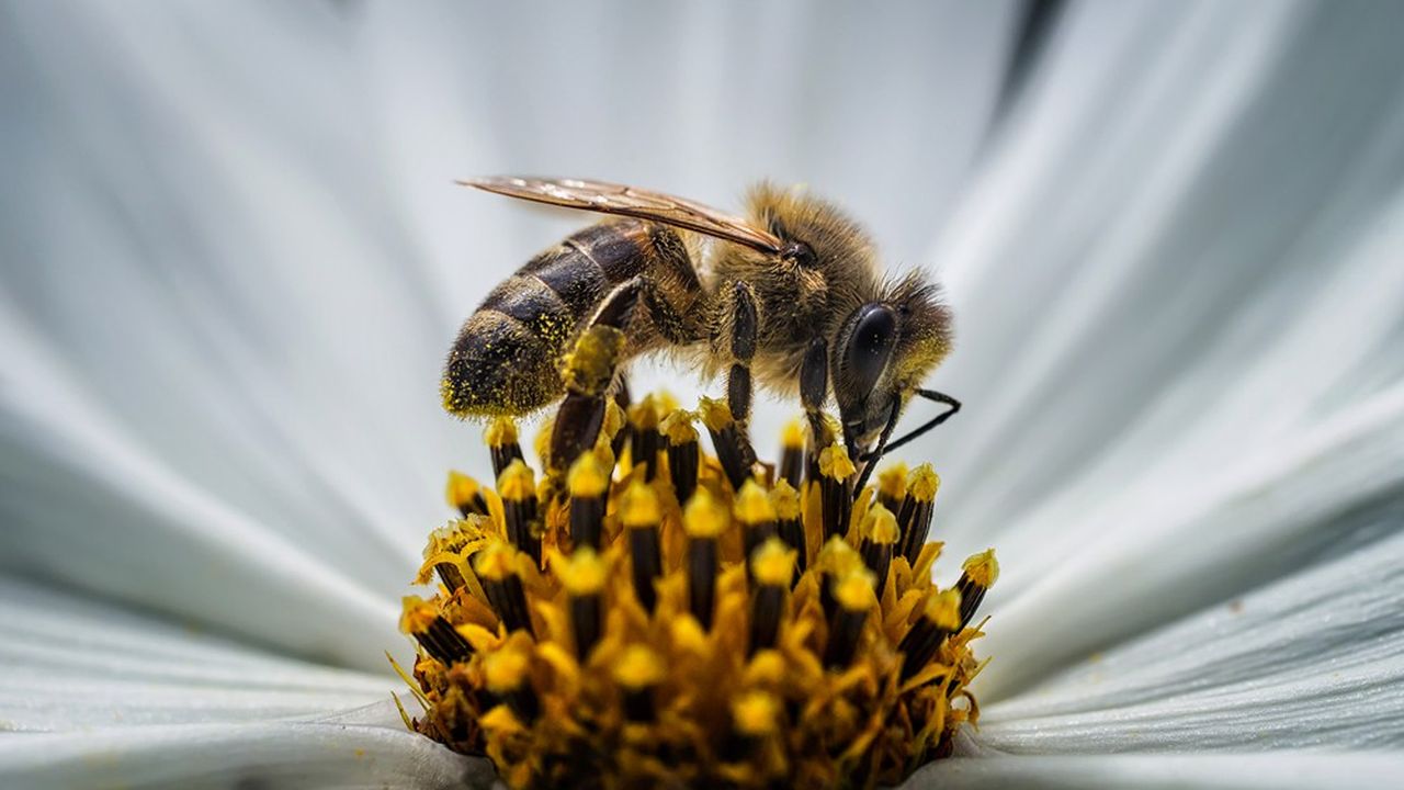Les abeilles parcourent infatigablement d'immenses distances pour collecter du pollen. Beeodiversity, permet de rendre compte de la santé environnementale d'un territoire.