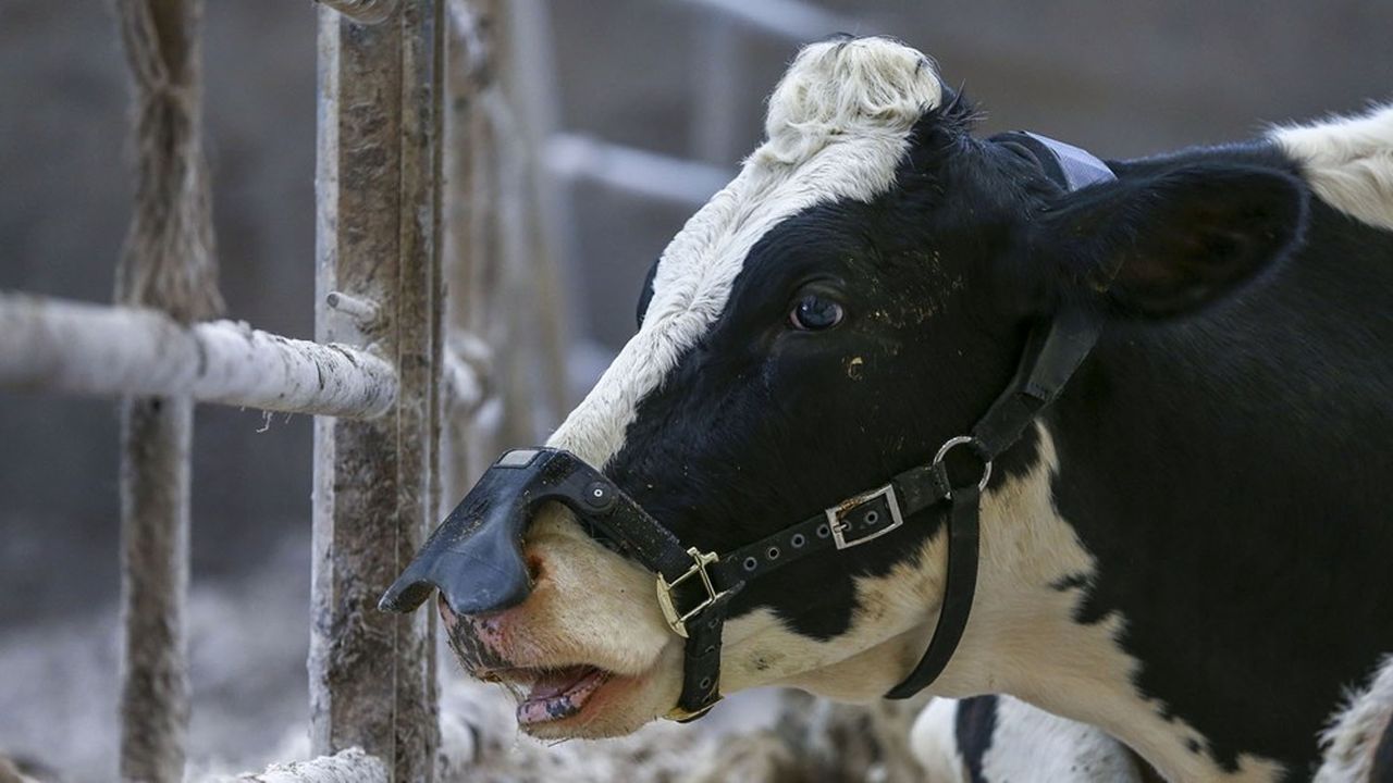 Posé au-dessus du nez des vaches, le dispositif aspire le méthane pour le transformer en CO2, un gaz bien moins nocif pour le climat.