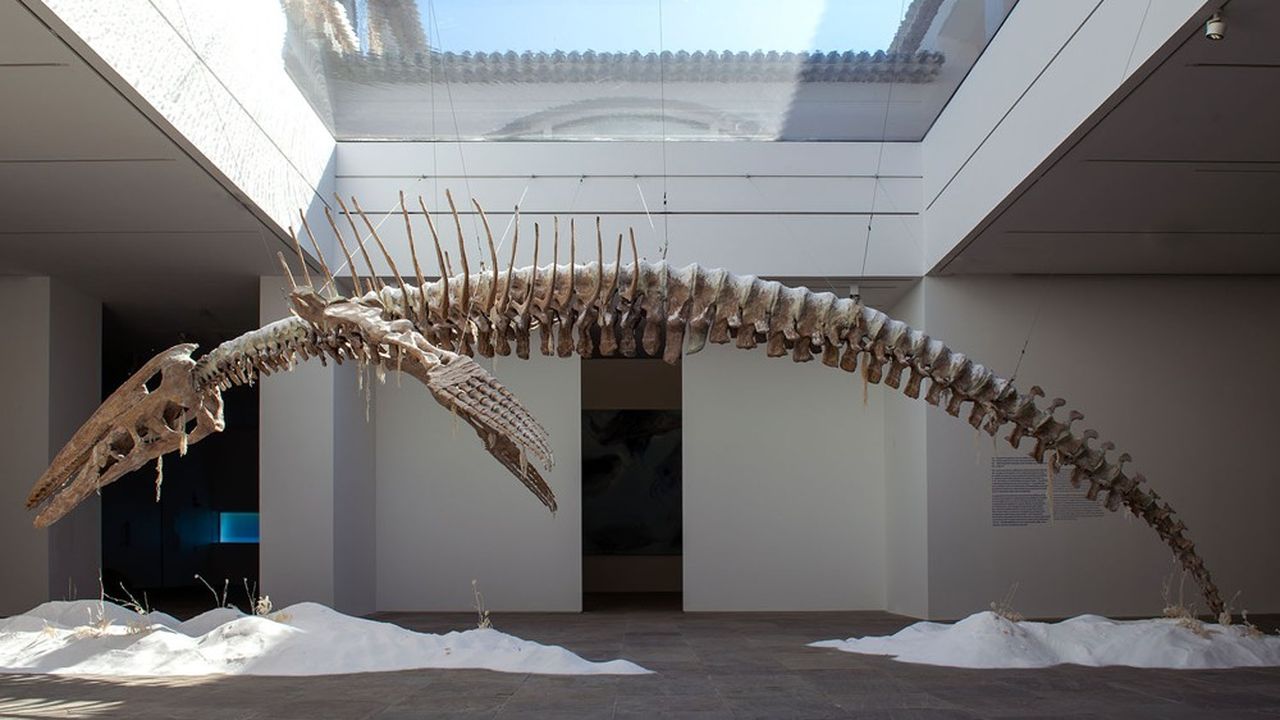 « The Fall and Rise » (2021), les restes d'une baleine rongés par le sel, transformés en oeuvre d'art spectaculaire par Bianca Bondi.