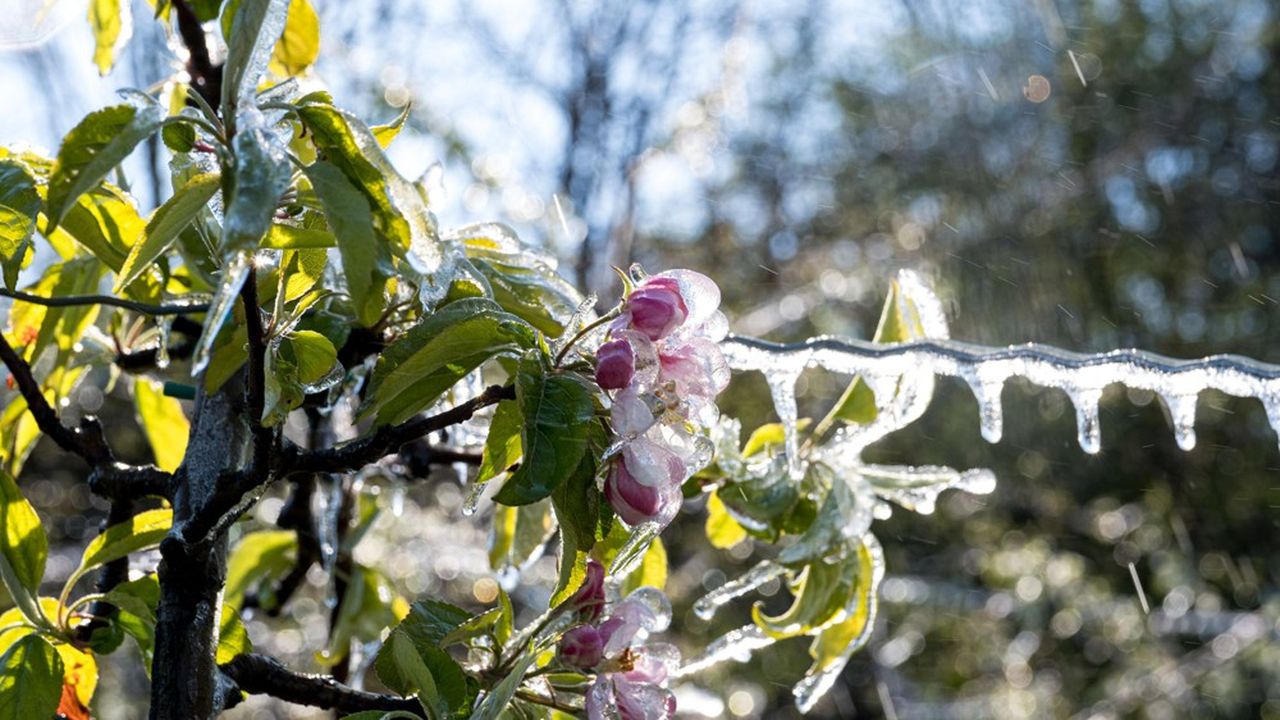 Le gel d'avril a détruit plus de 60 % de la récolte de cerises.