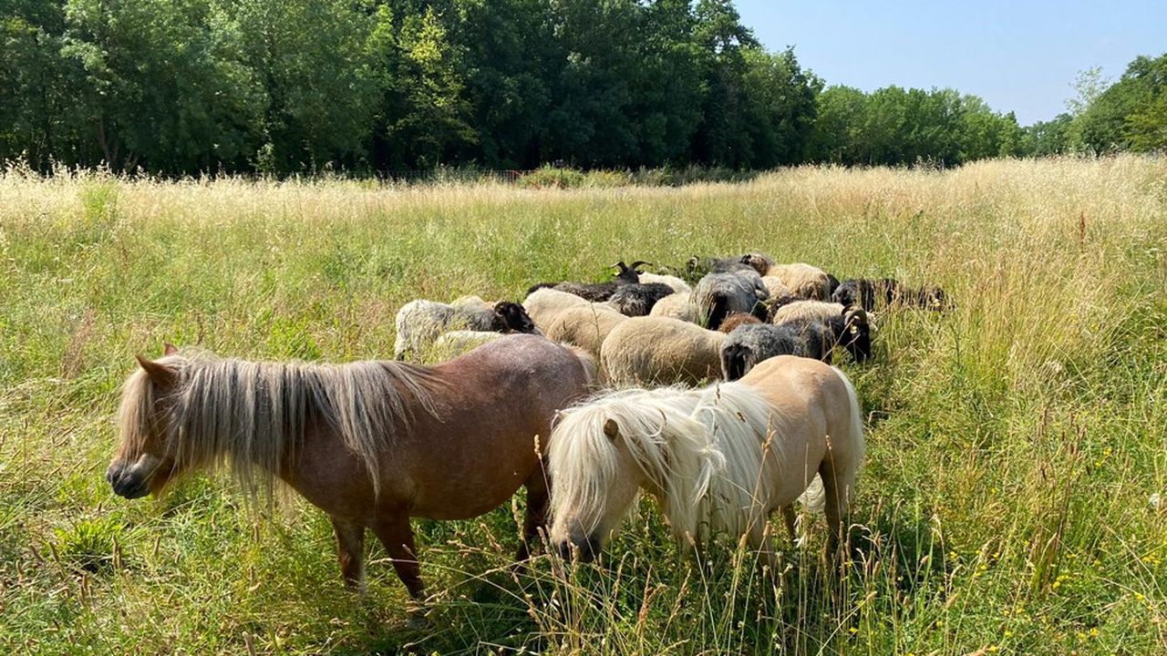 Depuis le 16 juin, la ZAE Georges Besse accueille un troupeau de 25 brebis et de 2 poneys.