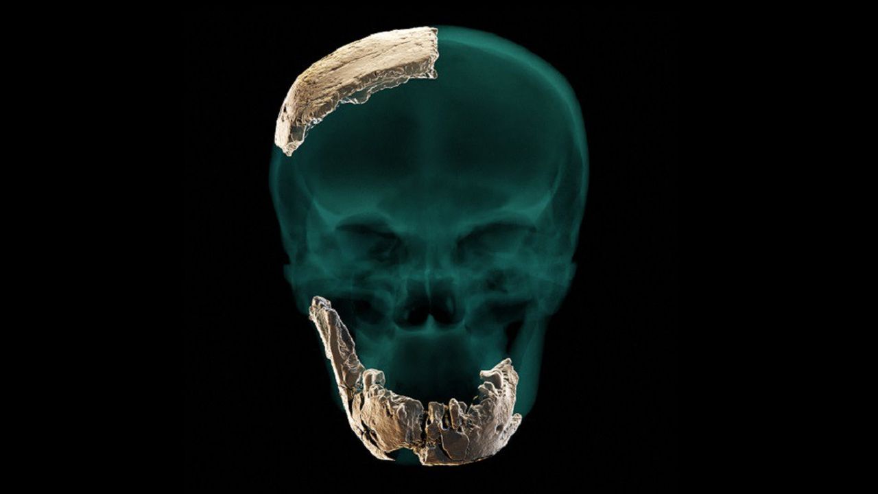 Photo d'un fragment de crâne et de mandibule du « Nesher Ramla » réalisée à partir de fossiles datant de 140.000 à 120.000 ans avant notre ère.