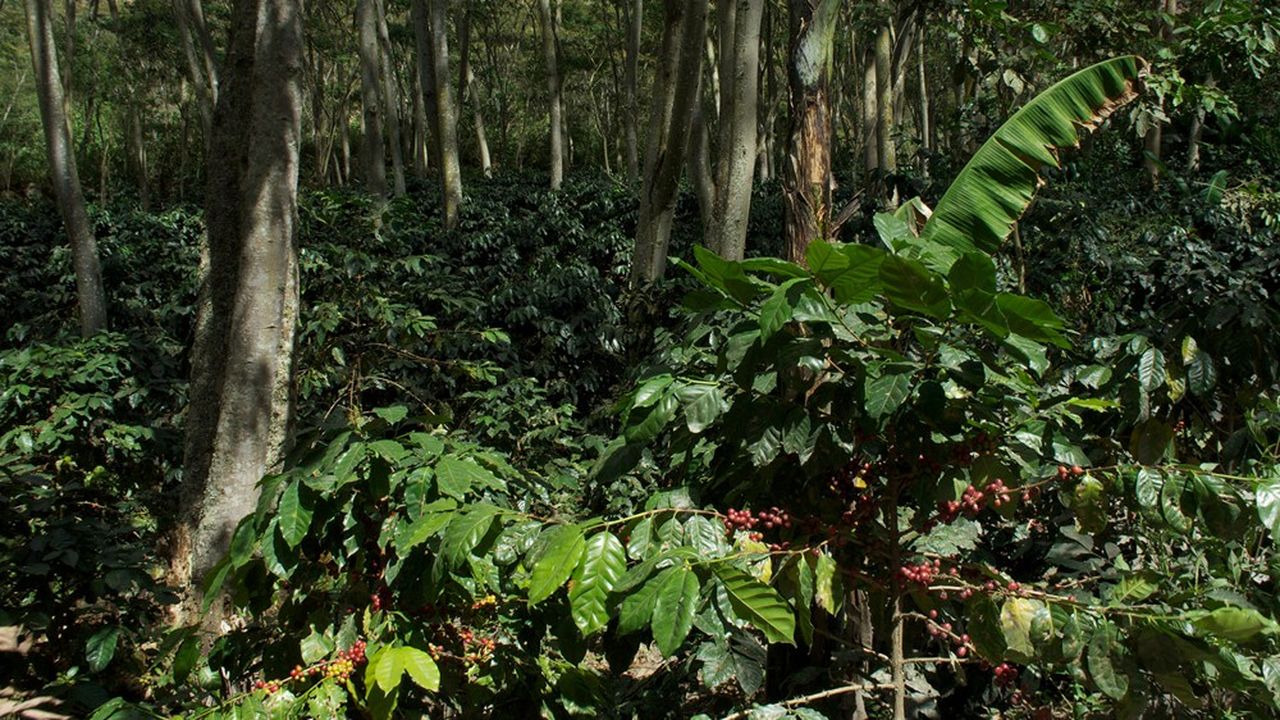 Le fonds de Mirova a participé au financement de producteurs de café biologique et équitable au Pérou.