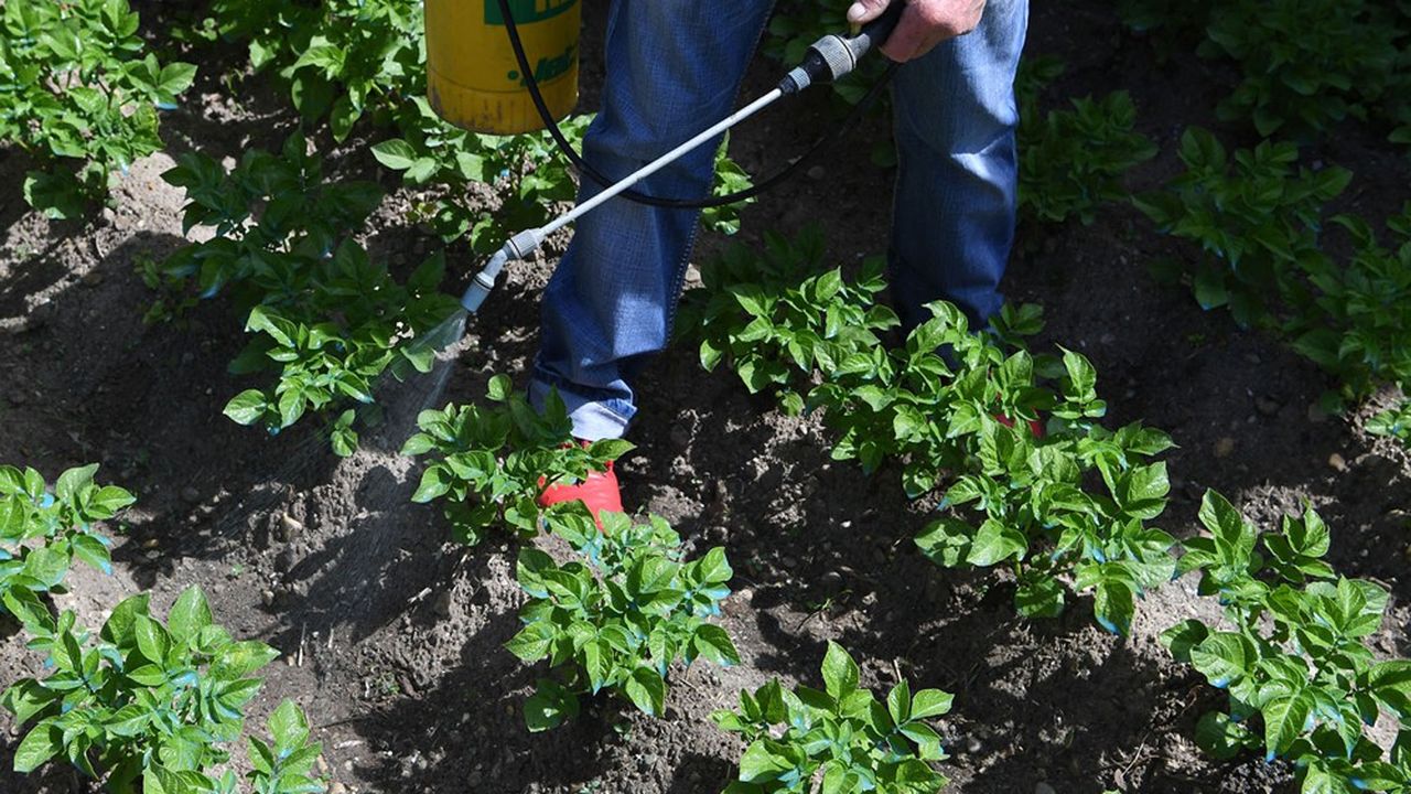 Le glyphosate est un herbicide largement utilisé, aussi bien par les jardiniers que par les collectivités ou les agriculteurs.