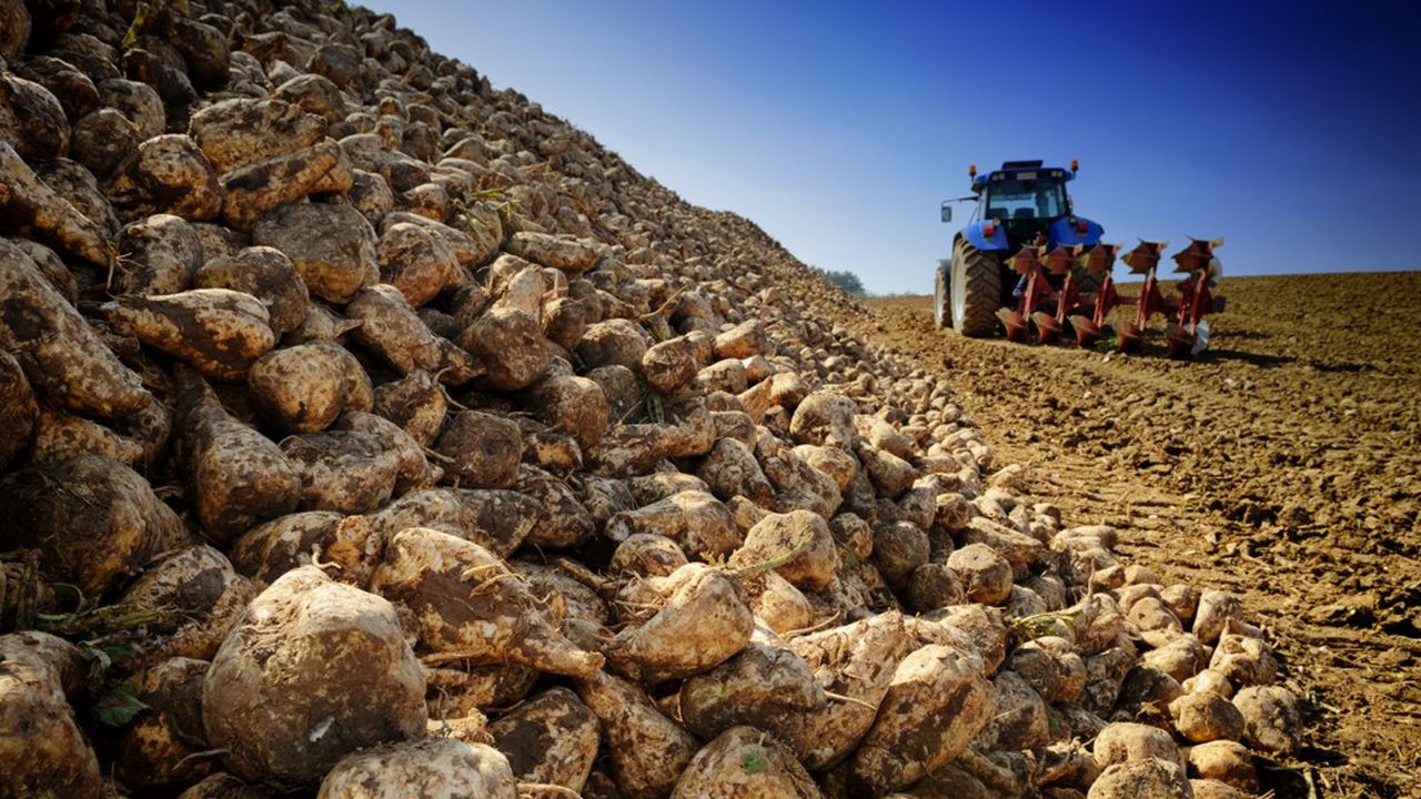 Un seuil de cent jours de récolte est requis pour assurer la rentabilité de la sucrerie alsacienne, selon l'industriel.