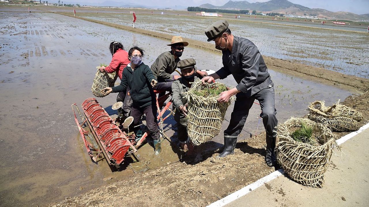 La FAO estime que la Corée du Nord devrait produire 5,6 millions de tonnes de grains cette année, après 5,1 millions en 2020.