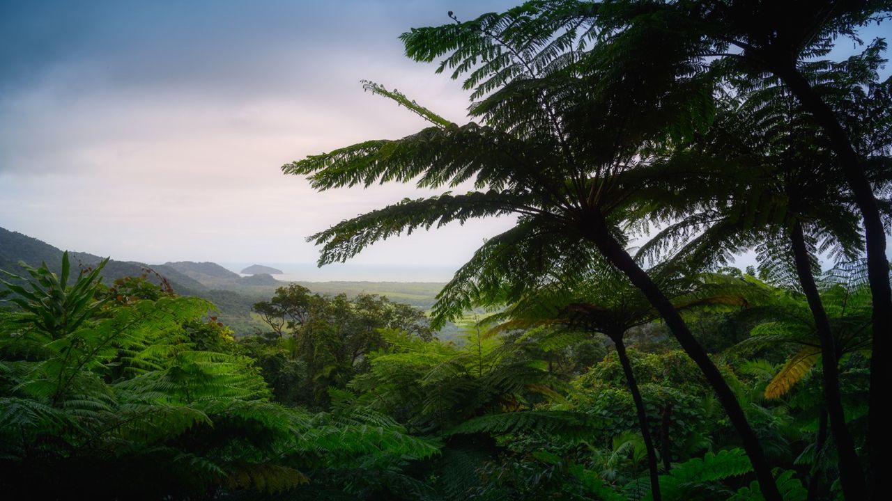 La plus vieille : Daintree rainforest (Australie)