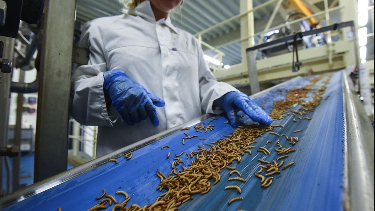 Ynsect, qui possède une usine à Dole, est l'un des acteurs emblématiques de la foodtech.