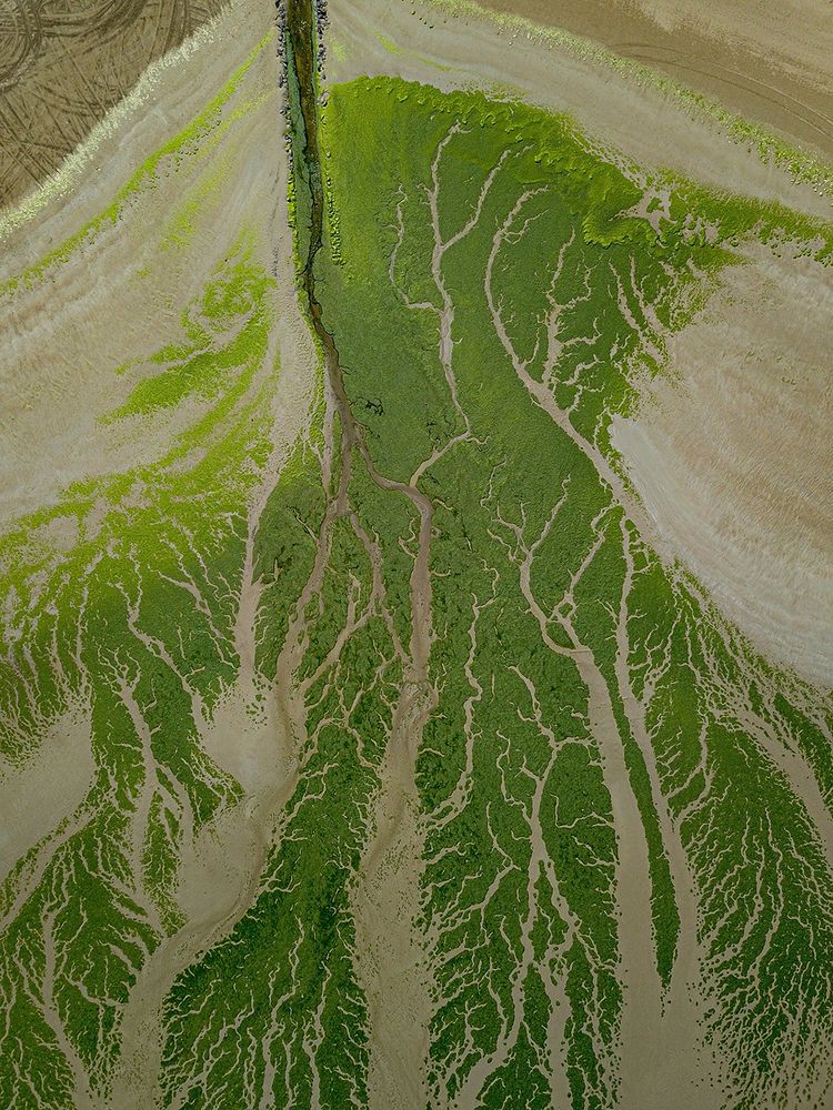 Marée verte sur une plage des Côtes d'Armor à marée basse.