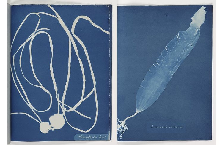 Himanthalia lorea et Laminaria saccharina. Cyanotypes réalisés par la photographe et botaniste Anna Atkins pour un herbier paru en 1843. 