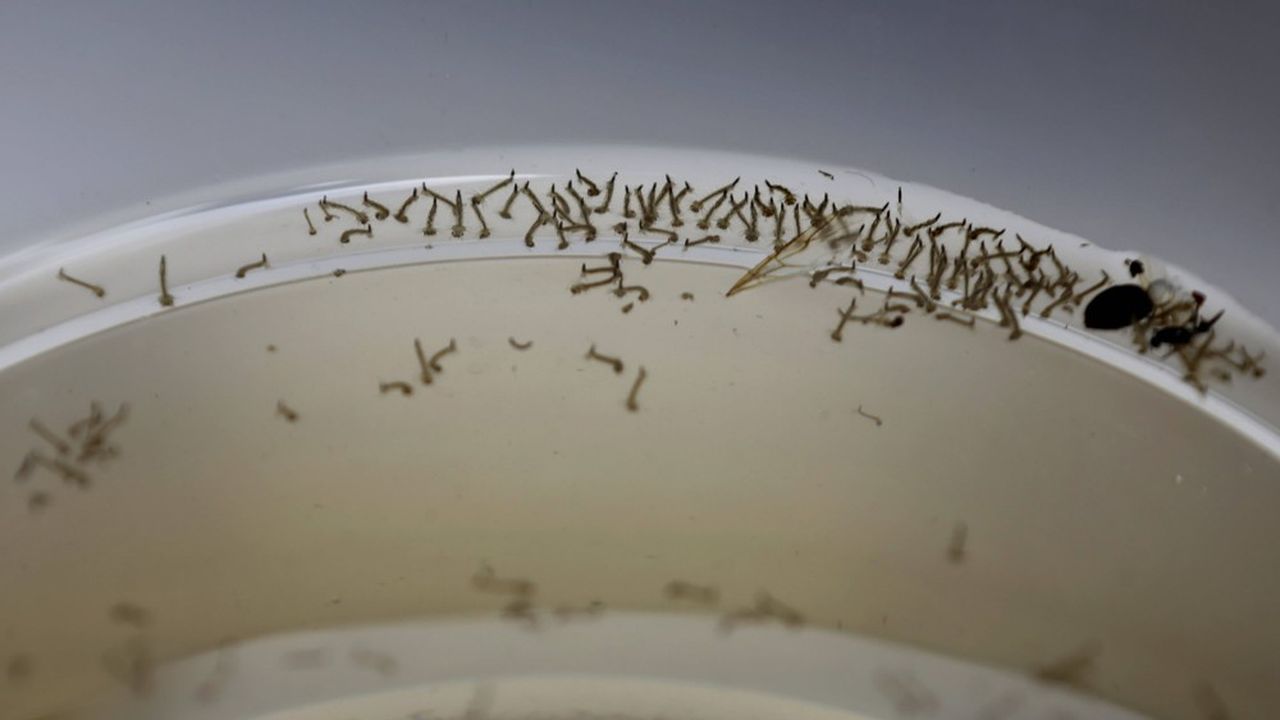 La dengue est véhiculée par les moustiques de type Aedes.