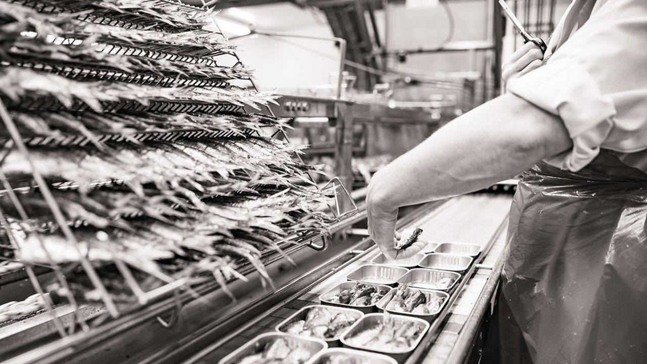 3.000 tonnes de sardines vendéennes sont pêchées chaque année