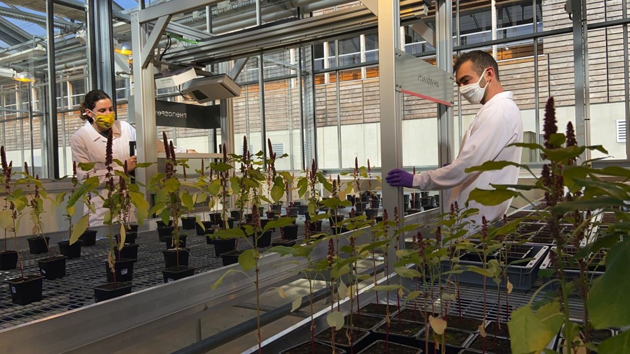 « Les solutions de biocontrôle vont se développer parce qu'il y a de plus en plus d'intrants sur la sellette et que la résistance des plantes aux traitements chimiques augmente », souligne le dirigeant de l'entreprise.