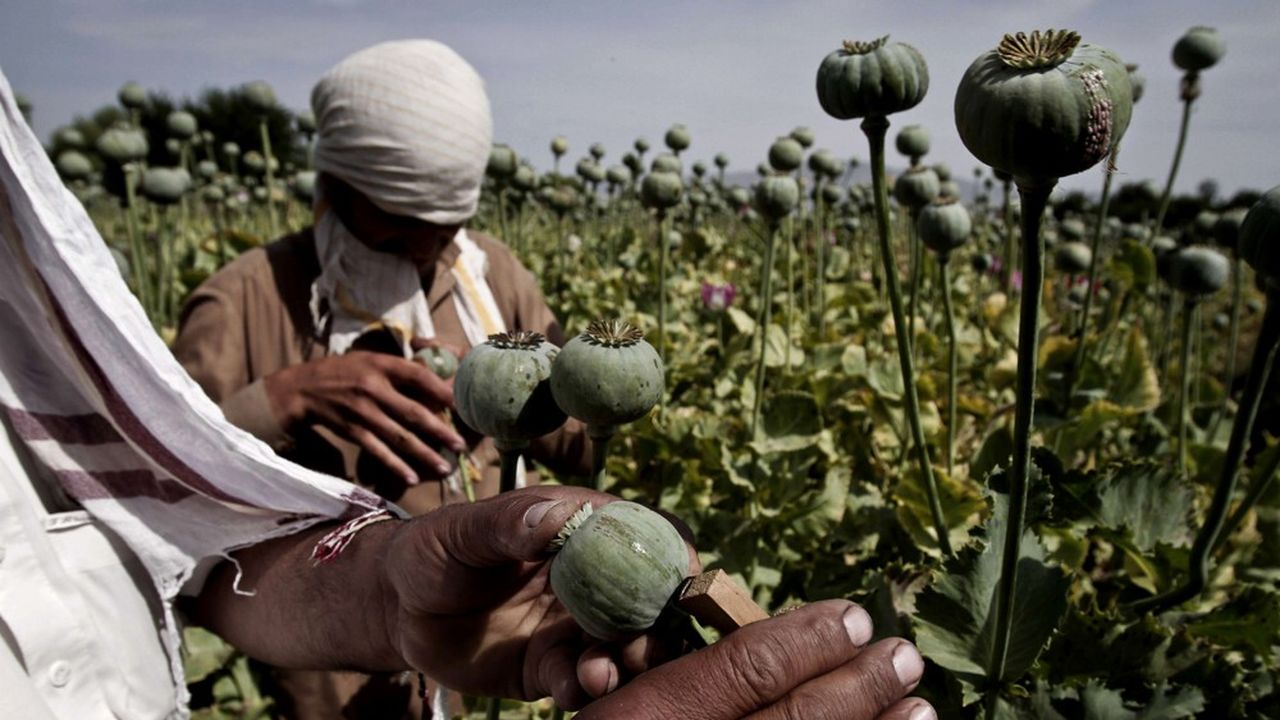 L'opium, dont l'Afghanistan est de loin le premier producteur mondial, aurait rapporté 460 millions de dollars aux talibans en 2020.