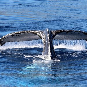Une des rares baleines à bosse observée cette année devant les côtes de La Réunion.