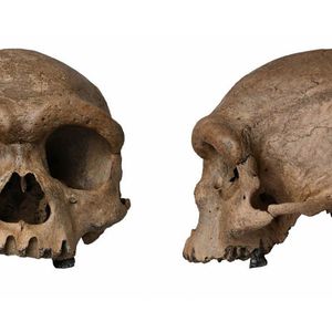 Le crâne de Harbin avait été mis à jour dans les années 1930, durant l'occupation japonaise du nord de la Chine, puis caché et oublié… Jusqu'à resurgir il y a peu et enflammer la communauté des paléontologues.