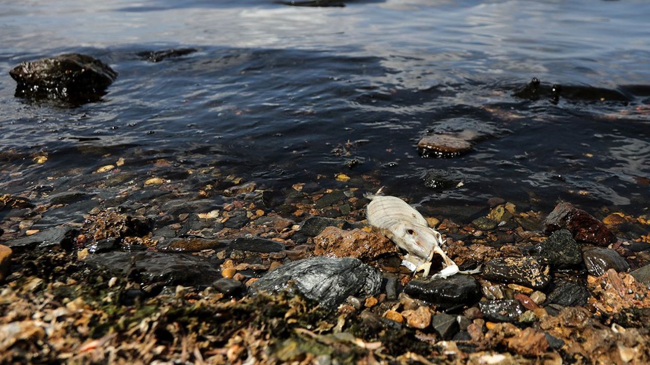 Près de 5 tonnes de poissons morts sont apparues dans la lagune salée de la Mer mineure sur la côte méditerranéenne espagnole.