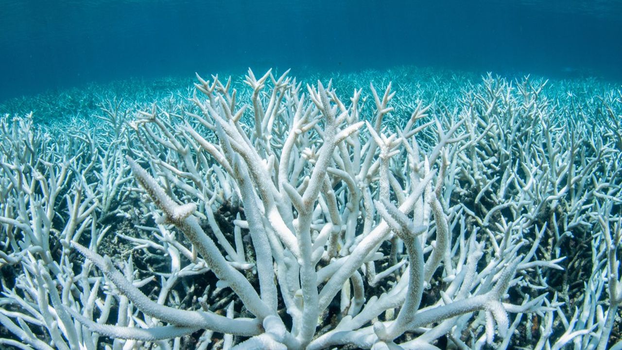Le blanchiment des coraux (ici la Grande Barrière de corail au large de l'Australie) pourrait à terme menacer de famine 3 milliards d'êtres humains.