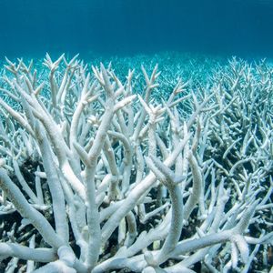 Le blanchiment des coraux (ici la Grande Barrière de corail au large de l'Australie) pourrait à terme menacer de famine 3 milliards d'êtres humains.