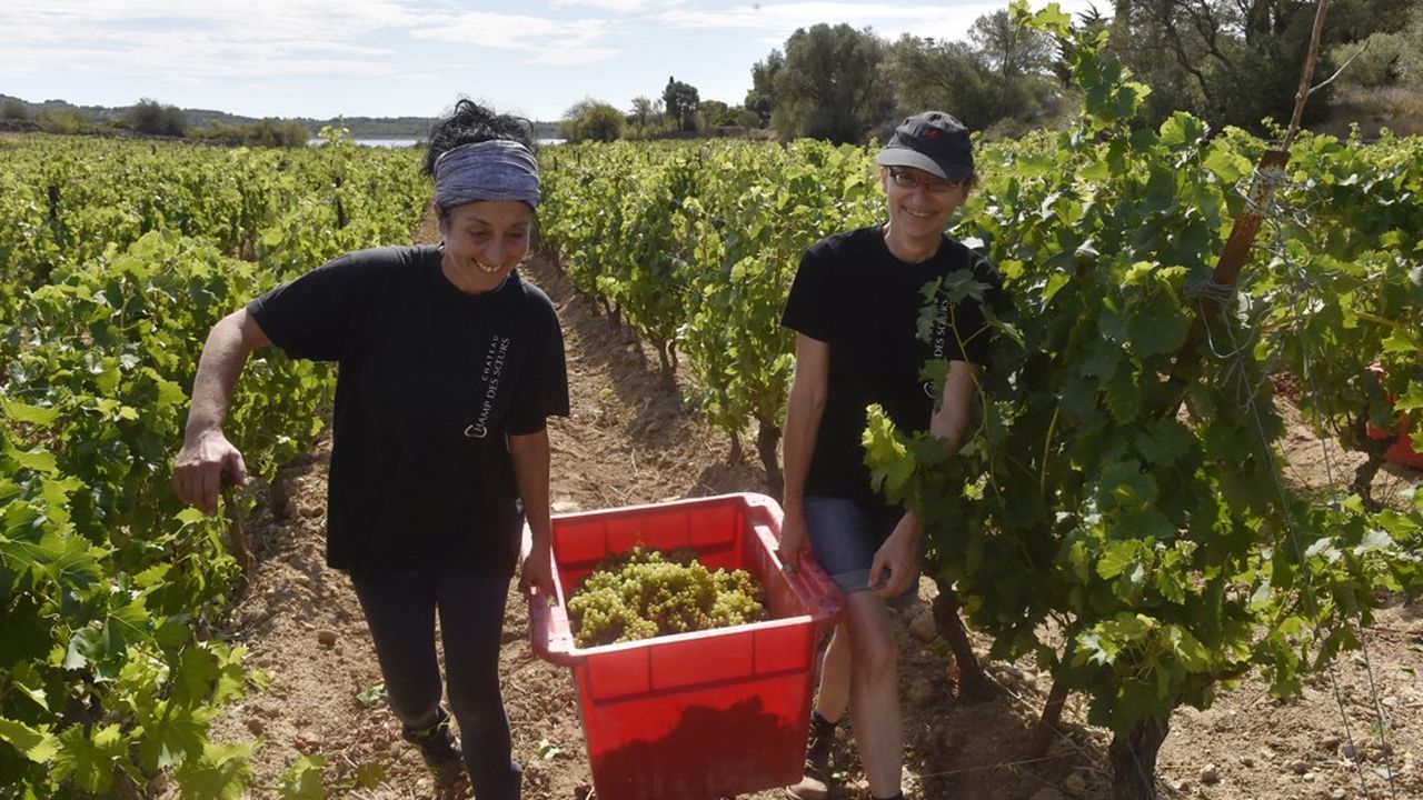 Dans l'Aude, où les vendanges ont commencé début août, les conditions sanitaires ont refroidi les travailleurs étrangers qui viennent d'ordinaire.