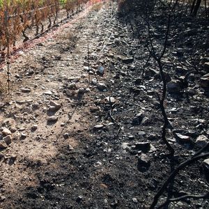 Le feu énorme de l'été, parti d'une aire d'autoroute située sur la commune de Gonfaron, au nord-est de Toulon, a traversé 1.000 hectares de vignobles, et tous ont été différemment touchés.