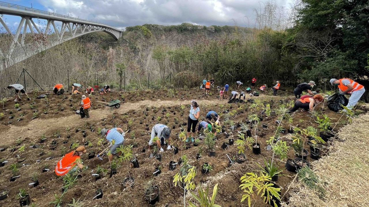 Plantation dans le sud de l'île, dans le cadre du plan « 1 million d'arbres pour La Réunion ».