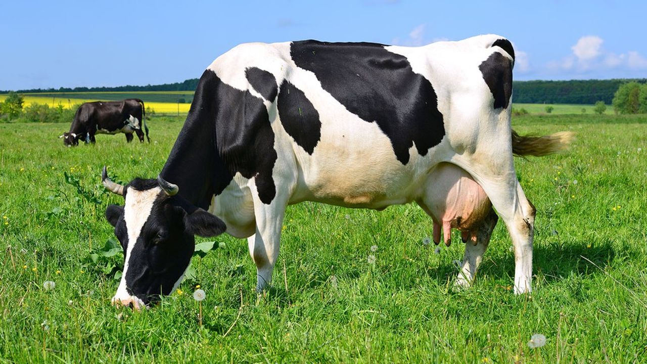 Les producteurs de lait bio élèvent leurs vaches au pré tant que le temps le permet.