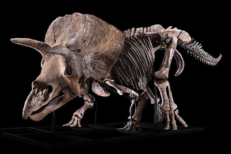 Le squelette du tricératops Big John en vedette chez Drouot.