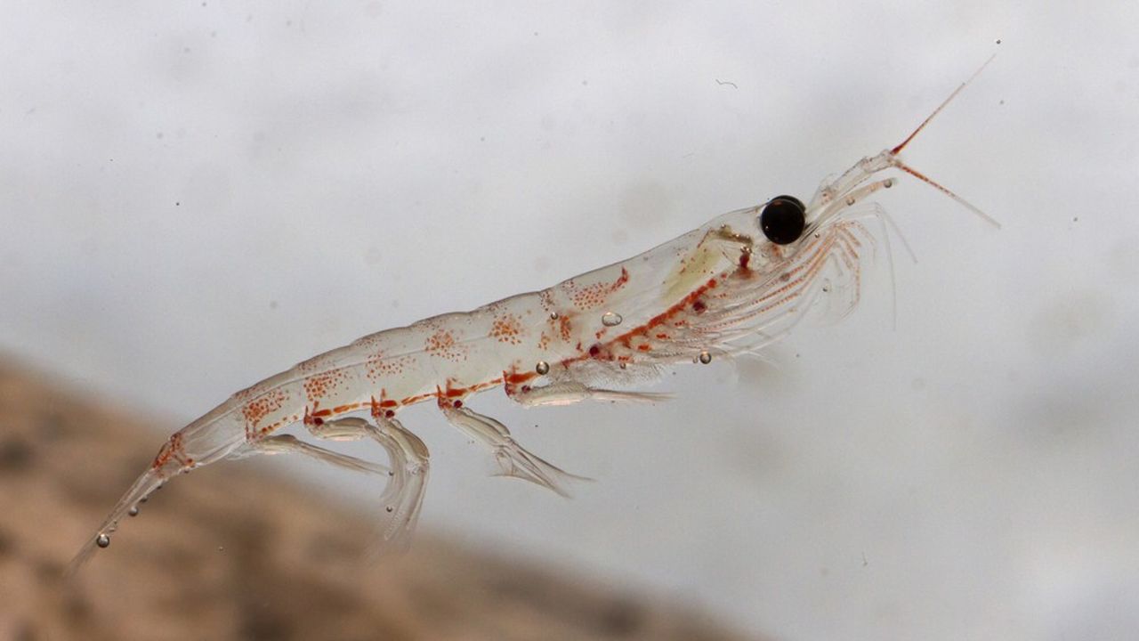 L'unité de production d'Alpha Chitin à Lacq (Pyrénées-Atlantiques) servira à développer le procédé d'extraction de la chitosan à partir notamment des carapaces de krill (minuscules crevettes).