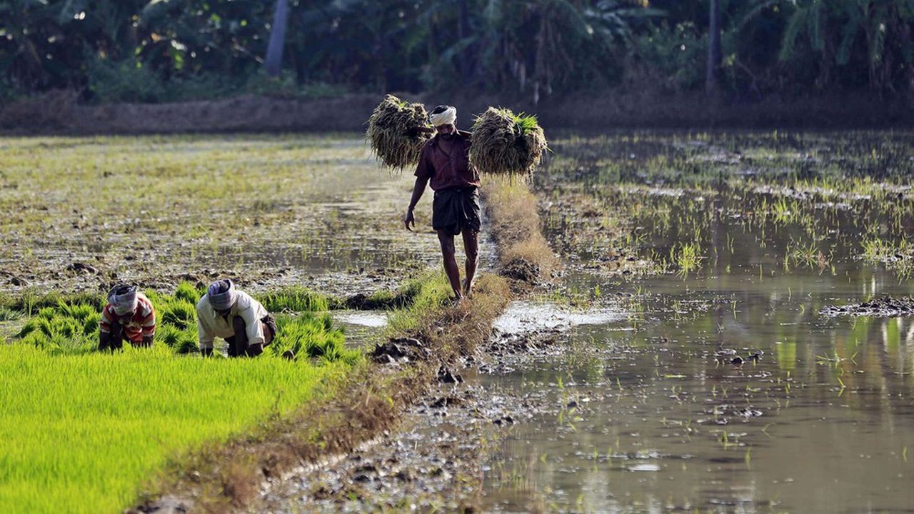 Au sud-est de l'Inde, dans l'Etat de l'Andhra Pradesh, la pratique de l'agro écologie est testée à grande échelle.