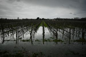 Près de Barsac, dans le Sud-Ouest, des vignobles sont inondés, la Garonne étant sortie de son lit après des pluies diluviennes en février.