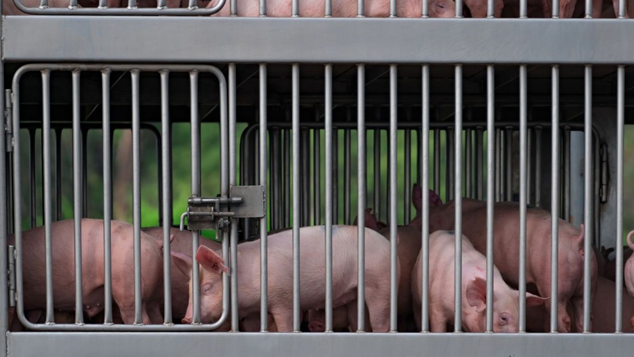 Bigard abattra 6 millions de porcs après acquisition de la société Abera.