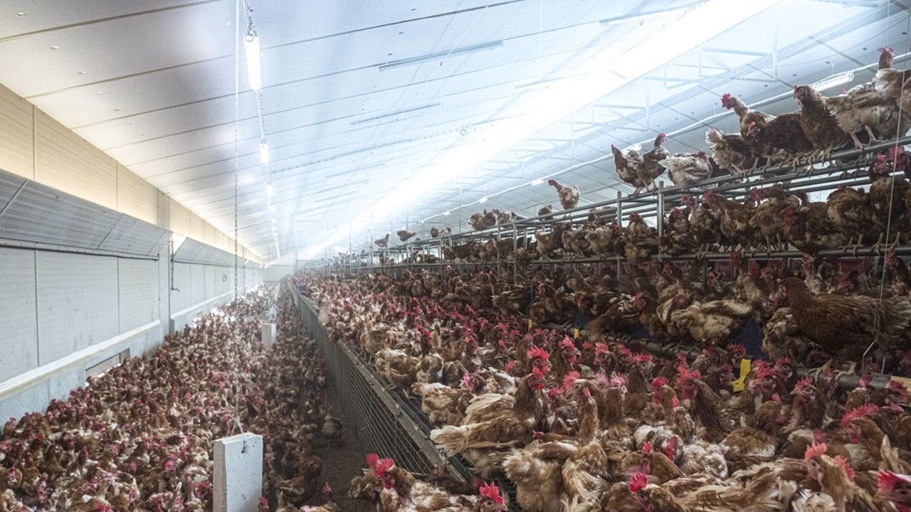 Le CO2 est utilisé pour étourdir les poulets ou les cochons avant leur abattage.