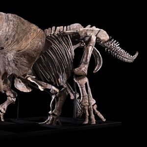 Ce squelette de tricératops vieux de 66 millions d'années est estimé entre 1,2 et 1,5 million d'euros.