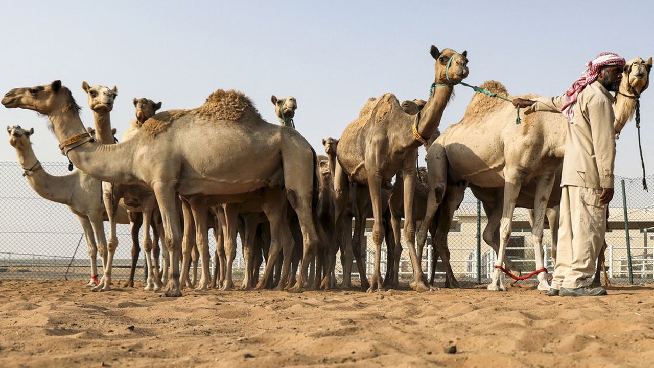 Le prix d'un chameau cloné - plusieurs dizaines de milliers d'euros - ne fait pas faiblir la demande pour reproduire les meilleurs animaux.
