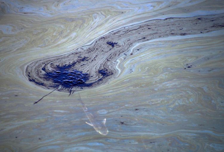 Un poisson nage sous des nappes de pétrole dans le canal Talbert, là où la marée noire a touché les côtes californiennes.