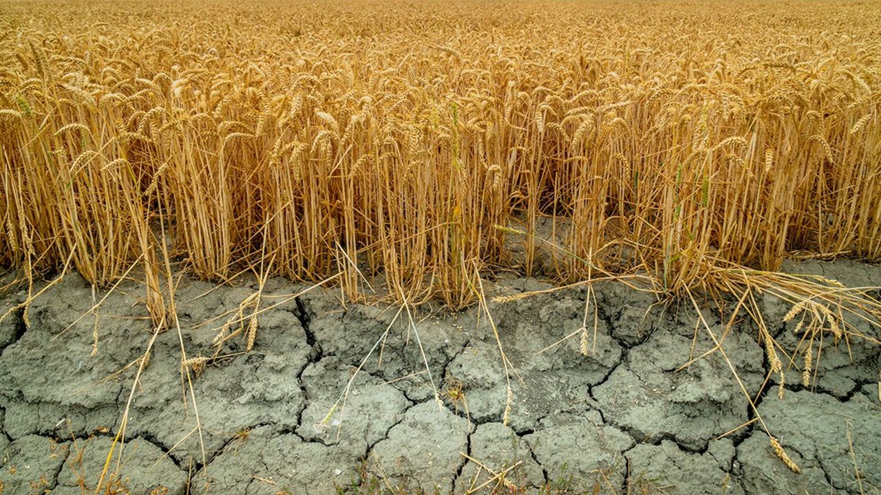 Avec l'augmentation de la concentration de CO2 dans l'air, la qualité nutritive du blé va se dégrader.