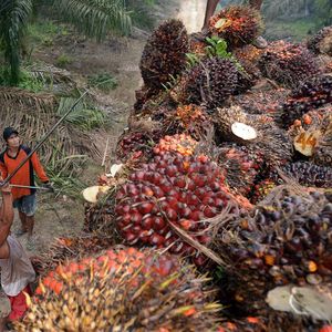 Face à la hausse de la demande mondiale et au manque de main-d'oeuvre dans les plantations en Malaisie, les cours de l'huile de palme se sont envolés au plus haut depuis 10 ans.