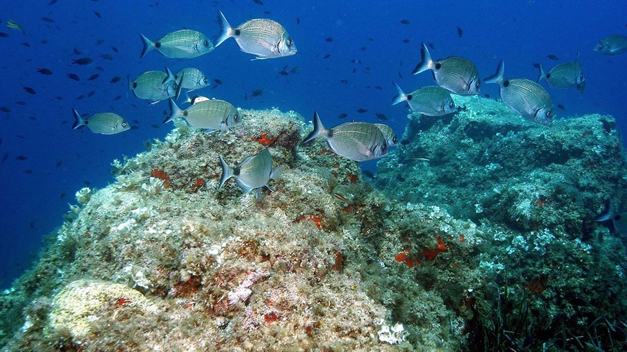 Les associations de défense de l'environnement s'inquiètent de l'impact de l'exploitation minière sur l'écosystème des fonds marins.