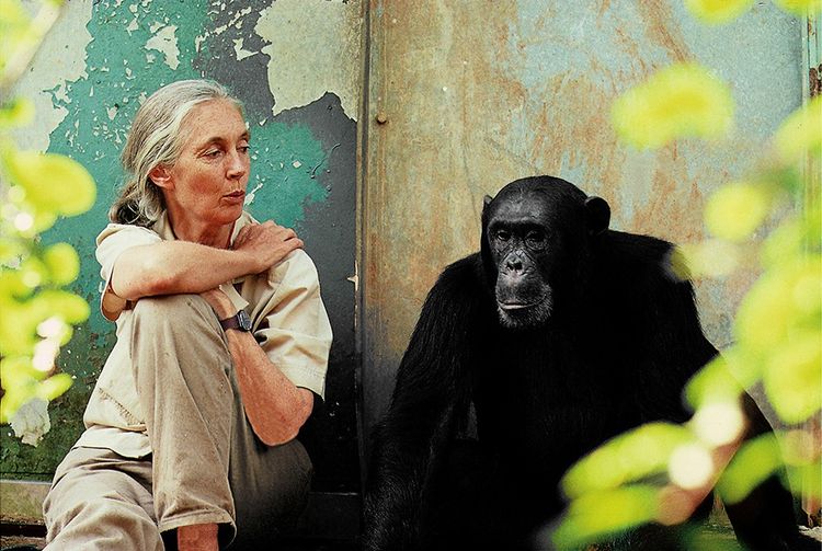 Jane Goodall à la Fondation GoodPlanet, au Bois de Boulogne.