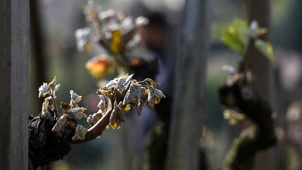 Trois jours de gel sur une vigne, qui avait bourgeonné plus tôt que d'habitude, ont valu des pertes moyennes de 30 % de récolte en Champagne.