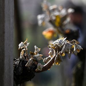 Trois jours de gel sur une vigne, qui avait bourgeonné plus tôt que d'habitude, ont valu des pertes moyennes de 30 % de récolte en Champagne.