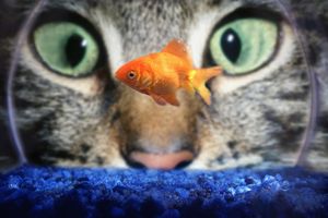 Cat Staring at Goldfish