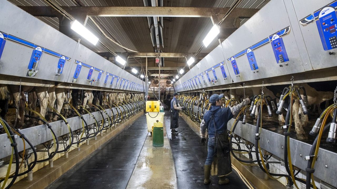 Les politiques en faveur de la méthanisation agricole favorisent les grandes exploitations laitières, qui sont aussi les plus polluantes.